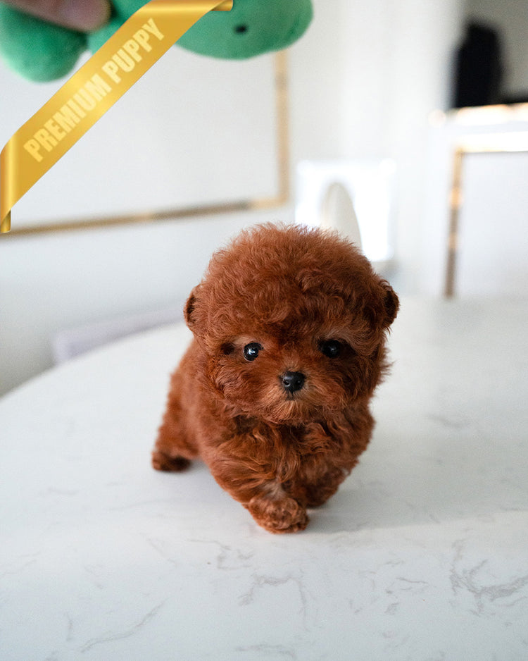 CINNAMON - FEMALE (PURCHASED by KENRIC) - ROLLY TEACUP PUPPIES -