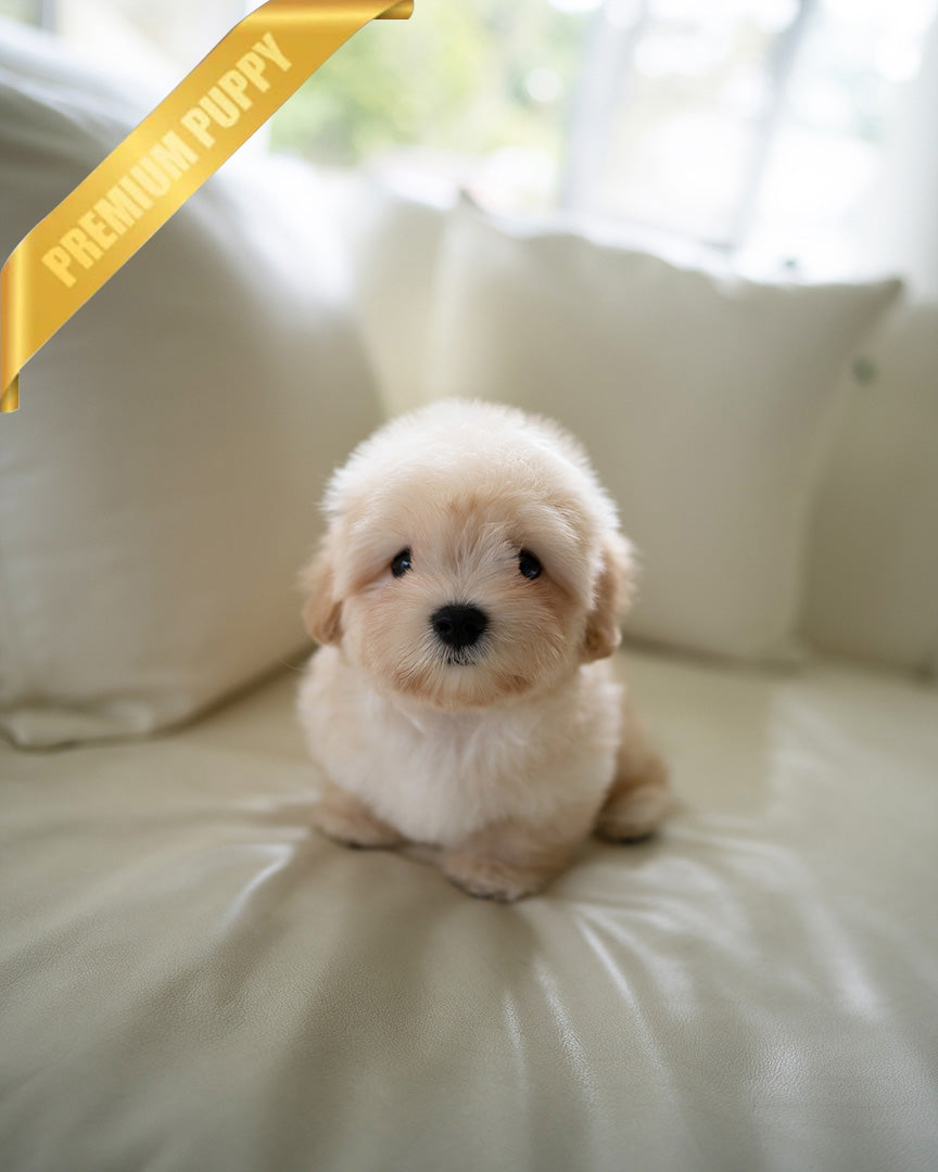 ARTHUR - MALE (RESERVED by SOPHIA)