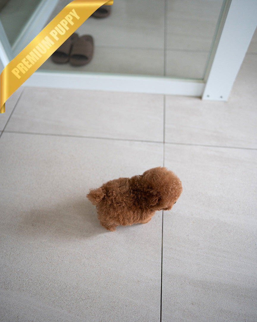 ISABELLA - FEMALE (PURCHASED by DEVIN) - ROLLY TEACUP PUPPIES - TEACUP PUPPY FOR SALE