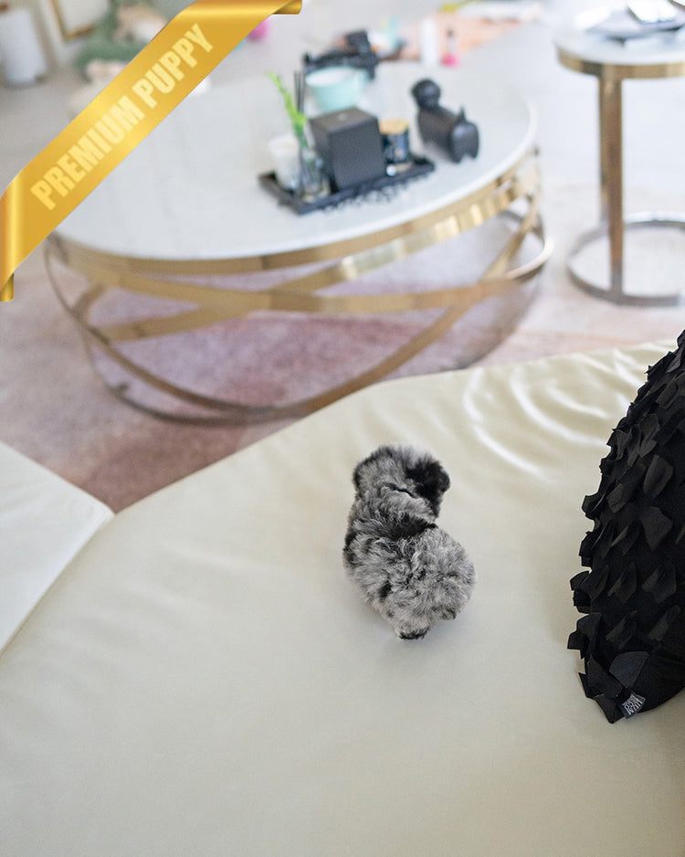 COCO - FEMALE (RESERVED by ALICIA) - ROLLY TEACUP PUPPIES - TEACUP PUPPY FOR SALE