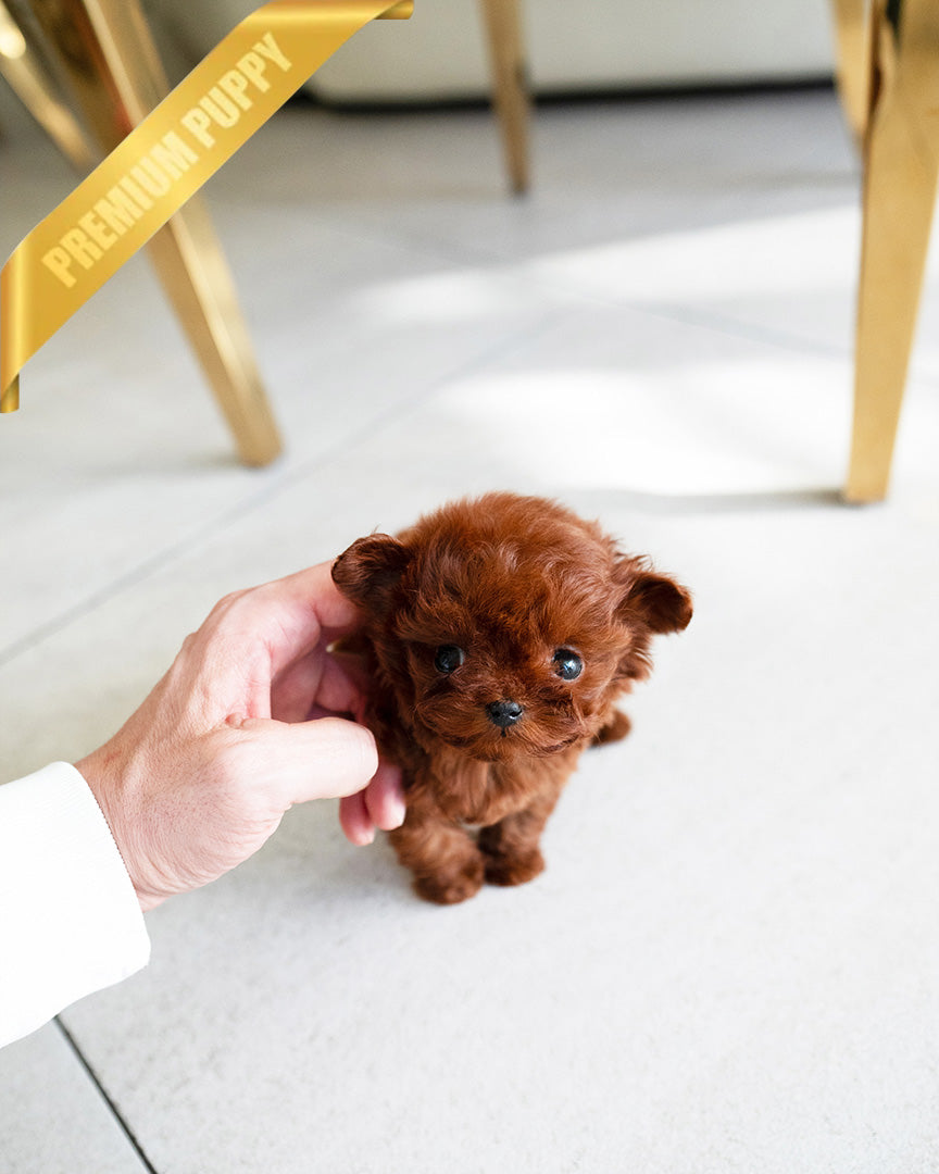 CAMILLE - FEMALE (PURCHASED by  SUSANA) - ROLLY TEACUP PUPPIES - TEACUP PUPPY FOR SALE