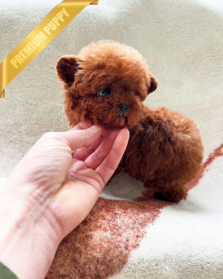 CINNAMON - FEMALE(RESERVED by LINZ) - ROLLY TEACUP PUPPIES - TEACUP PUPPY FOR SALE