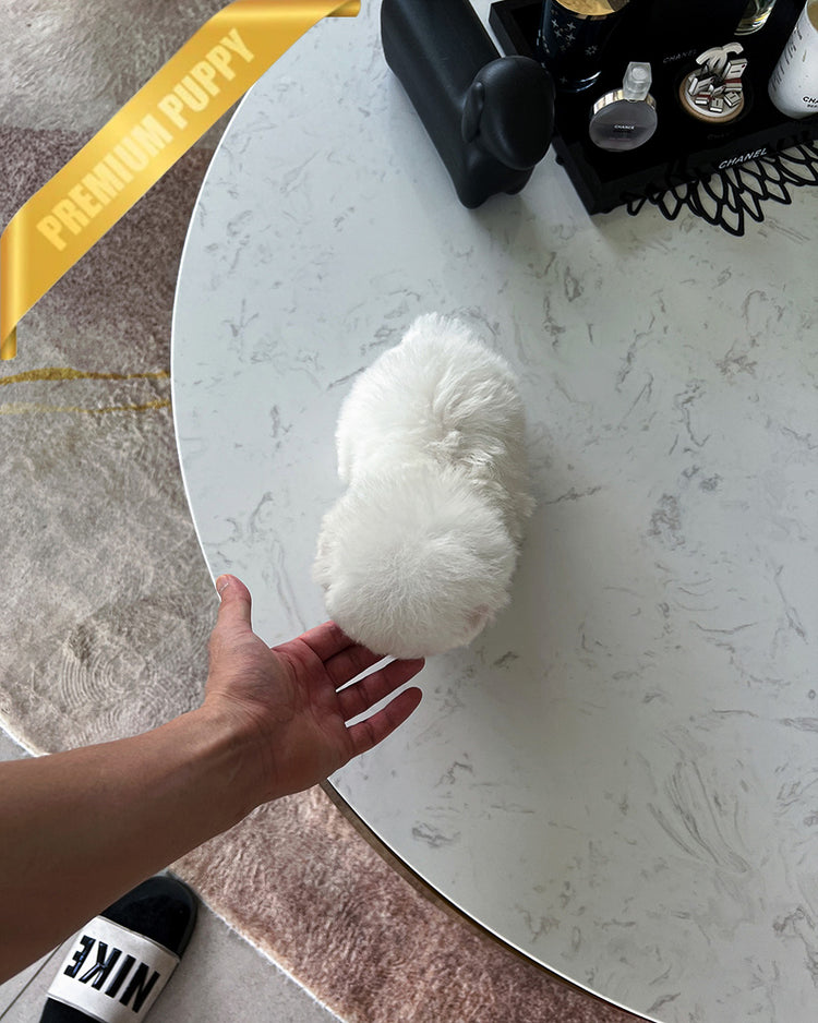 DUSTIN - MALE (PURCHASED by ROBERTO) - ROLLY TEACUP PUPPIES - TEACUP PUPPY FOR SALE