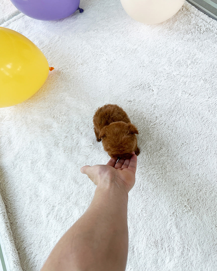 MONTY - MALE - ROLLY TEACUP PUPPIES - TEACUP PUPPY FOR SALE