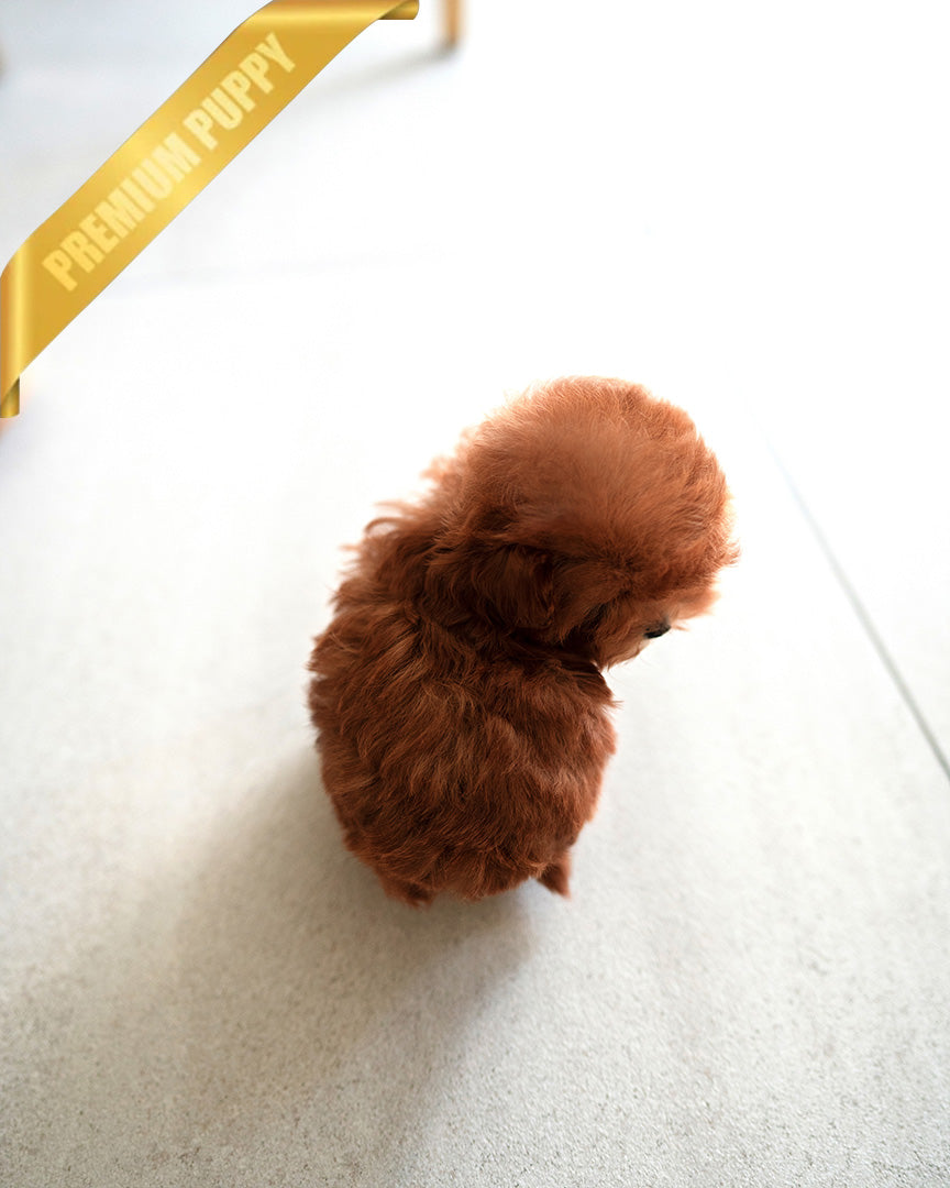 BOOMER - MALE (PURCHASED by SAMIRA) - ROLLY TEACUP PUPPIES - TEACUP PUPPY FOR SALE