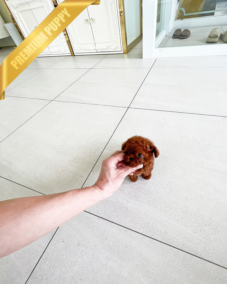 AMBER - FEMALE (RESERVED by MARIA) - ROLLY TEACUP PUPPIES - TEACUP PUPPY FOR SALE