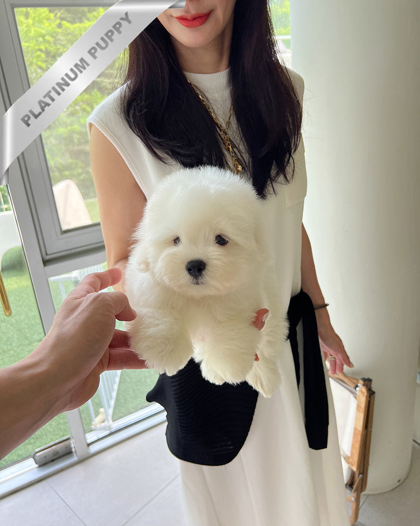 FINN - MALE (PURCHASED by RT) - ROLLY TEACUP PUPPIES - TEACUP PUPPY FOR SALE