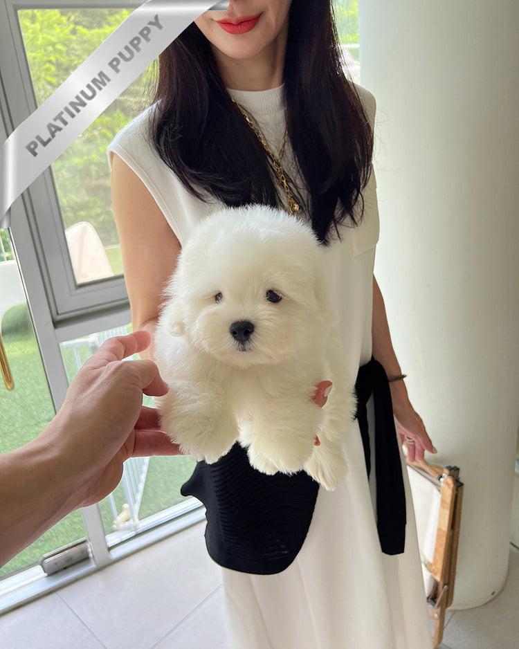 FINN - MALE (PURCHASED by RT) - ROLLY TEACUP PUPPIES - TEACUP PUPPY FOR SALE