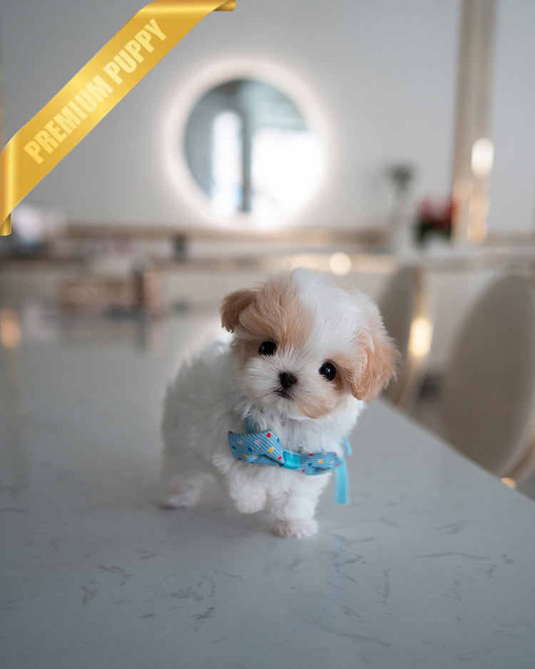 BAGEL - MALE (PURCHASED by ANDREA) - ROLLY TEACUP PUPPIES - TEACUP PUPPY FOR SALE