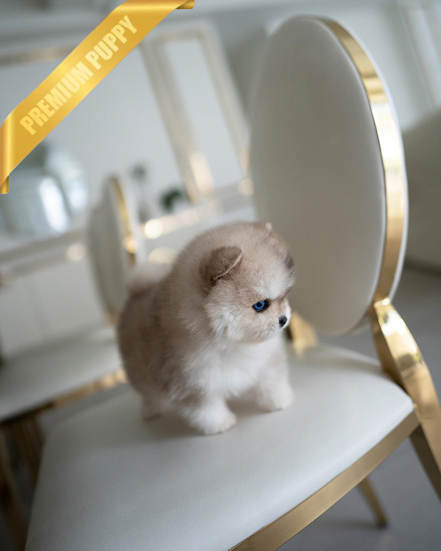 KNOX - MALE (PURCHASED by SZU) - ROLLY TEACUP PUPPIES - TEACUP PUPPY FOR SALE