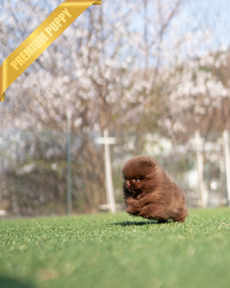 NUTELLA - FEMALE (RESERVED by ANDREA) - ROLLY TEACUP PUPPIES - TEACUP PUPPY FOR SALE