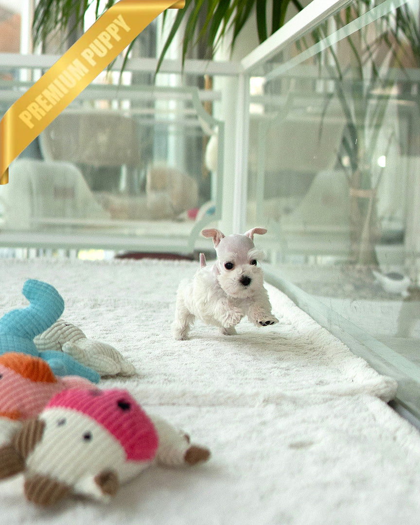 NOVA - FEMALE (RESERVED by NOUF) - ROLLYPUPS OFFICIAL -