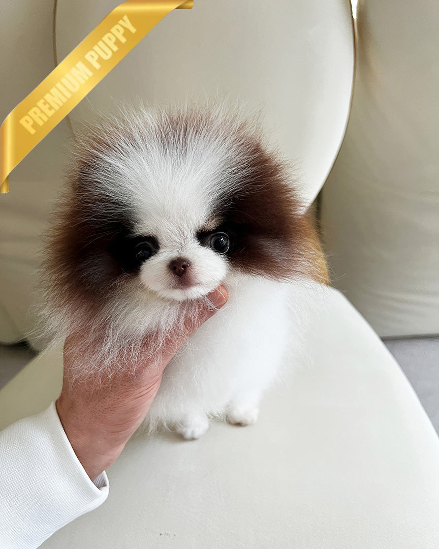 CLEEF - MALE (PURCHASED by SAFIER) - ROLLY TEACUP PUPPIES - TEACUP PUPPY FOR SALE