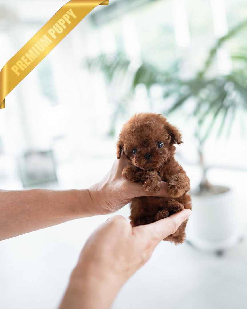 CINNAMON - FEMALE (PURCHASED by TAMARA) - ROLLYPUPS OFFICIAL