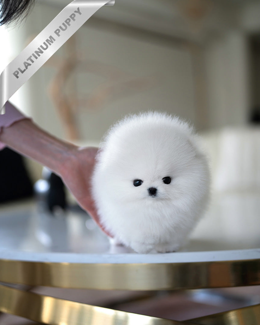 MOCHI - FEMALE (PURCHASED by KIMBERLY) - ROLLY TEACUP PUPPIES - TEACUP PUPPY FOR SALE