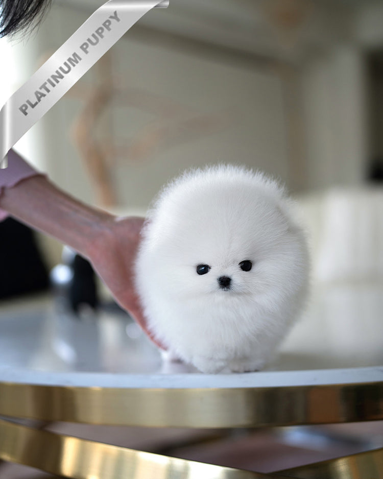 MOCHI - FEMALE (PURCHASED by KIMBERLY) - ROLLY TEACUP PUPPIES - TEACUP PUPPY FOR SALE