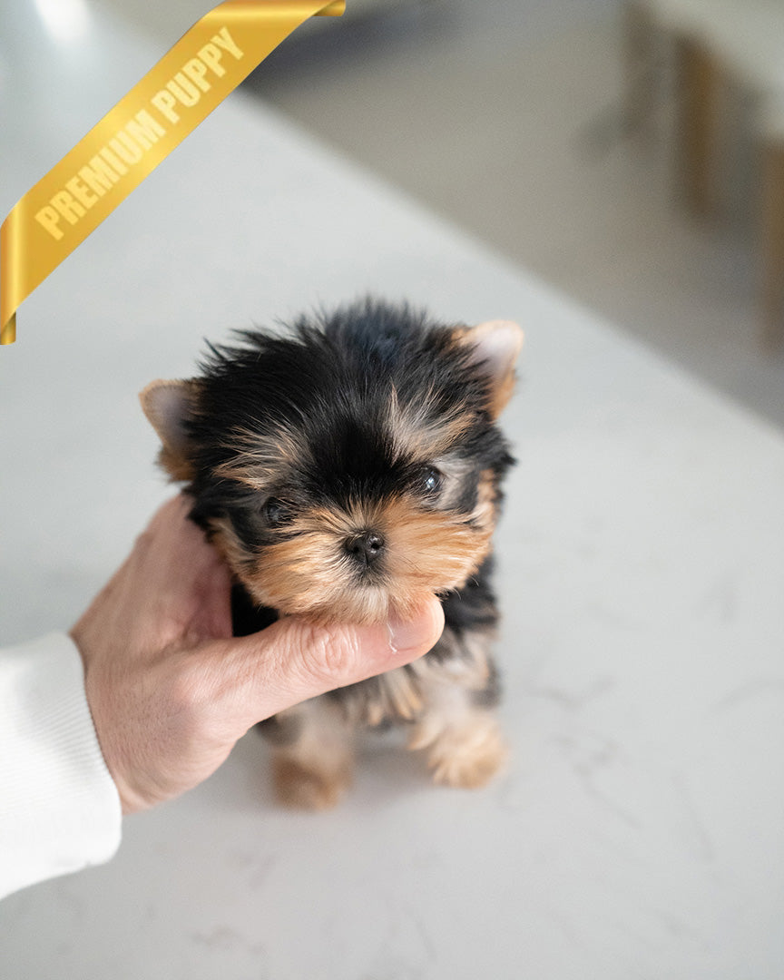 STELLA - FEMALE (PURCHASED by REBECA) - ROLLY TEACUP PUPPIES - TEACUP PUPPY FOR SALE