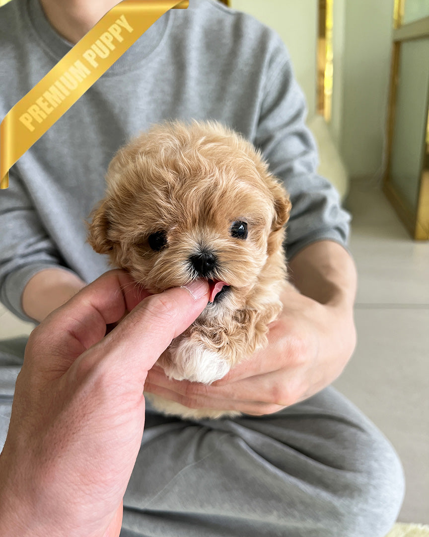 BISCUIT - MALE (PURCHASED by WILLIAM) - ROLLY TEACUP PUPPIES - TEACUP PUPPY FOR SALE