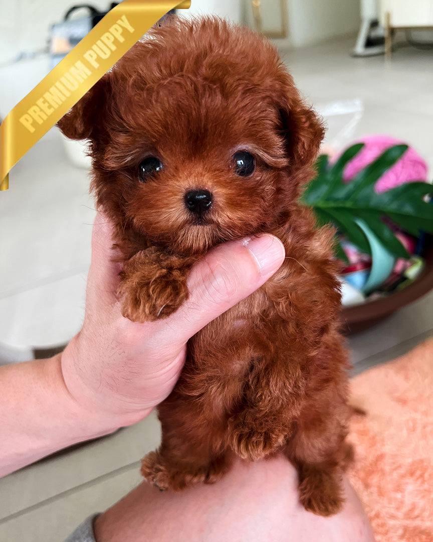 FELIX - MALE - ROLLY TEACUP PUPPIES - TEACUP PUPPY FOR SALE
