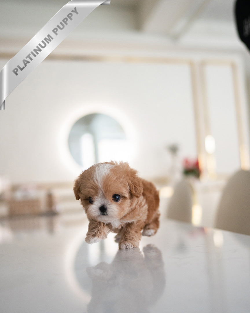 HAZEL - FEMALE (PURCHASED by LEE) - ROLLY TEACUP PUPPIES - TEACUP PUPPY FOR SALE