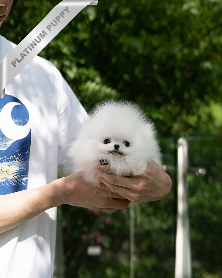 MOCHI - FEMALE (PURCHASED by LILLIANE) - ROLLY TEACUP PUPPIES - TEACUP PUPPY FOR SALE