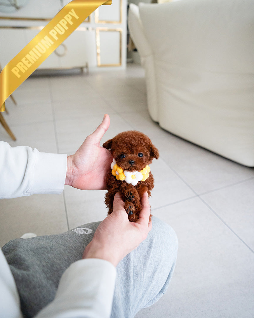 JESSICA - FEMALE (PURCHASED by DANIEL) - ROLLY TEACUP PUPPIES - TEACUP PUPPY FOR SALE