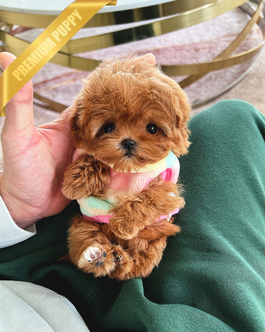 DOLORES - FEMALE - ROLLY TEACUP PUPPIES - TEACUP PUPPY FOR SALE