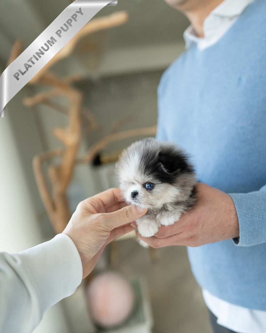 GISELLE - FEMALE (PURCHASED by KIM) - ROLLY TEACUP PUPPIES - TEACUP PUPPY FOR SALE