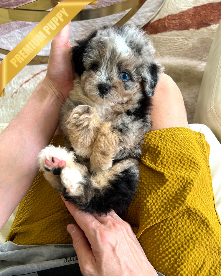 TRIXIE - FEMALE (PURCHASED by DANIEL) - ROLLY TEACUP PUPPIES - TEACUP PUPPY FOR SALE