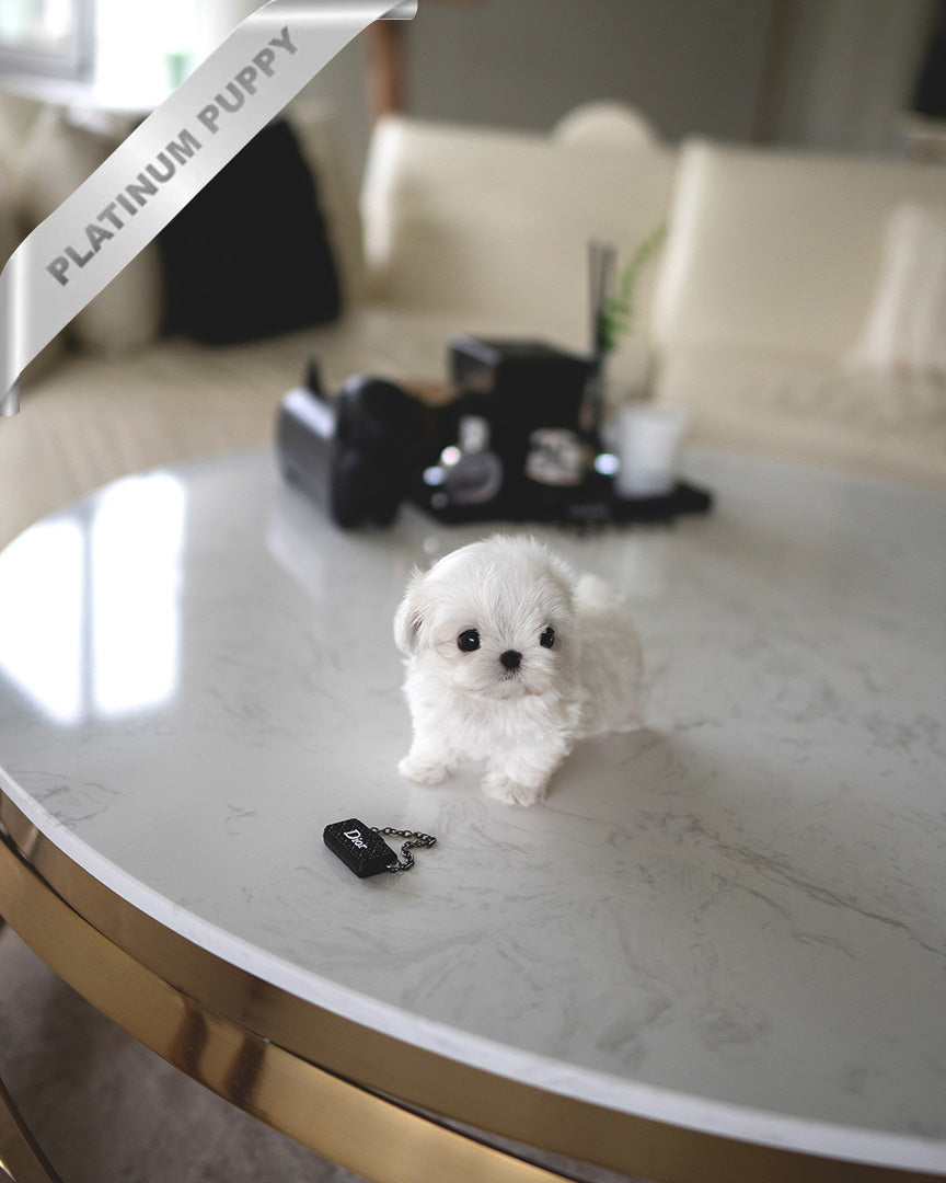 VALENTINA - FEMALE (PURCHASED by MARIANA) - ROLLY TEACUP PUPPIES - TEACUP PUPPY FOR SALE