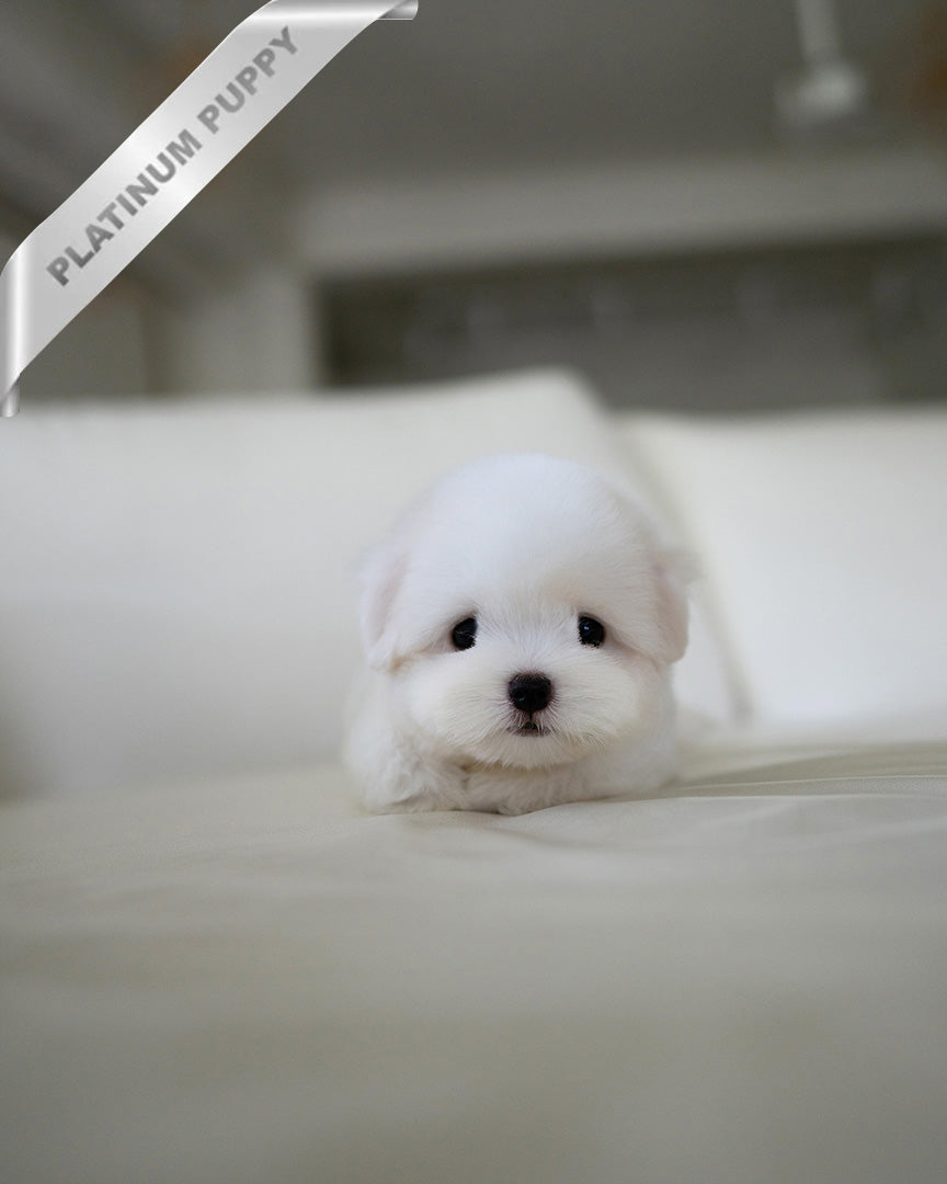 BIANCA- FEMALE - ROLLY TEACUP PUPPIES - TEACUP PUPPY FOR SALE