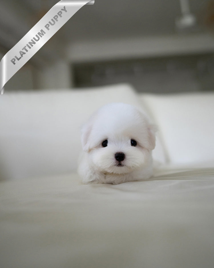 BIANCA- FEMALE - ROLLY TEACUP PUPPIES - TEACUP PUPPY FOR SALE