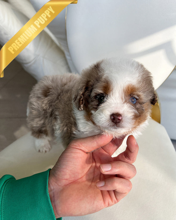 AURORA - FEMALE (PURCHASED by BONNIE) - ROLLY TEACUP PUPPIES - TEACUP PUPPY FOR SALE