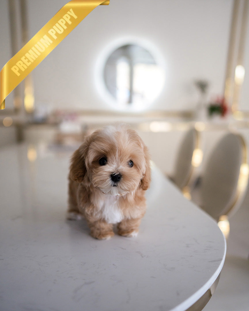 MOCHI - FEMALE - ROLLY TEACUP PUPPIES - TEACUP PUPPY FOR SALE
