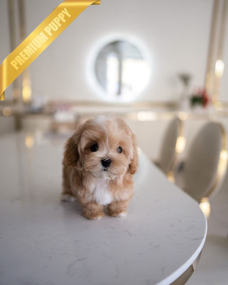 MOCHI - FEMALE - ROLLY TEACUP PUPPIES - TEACUP PUPPY FOR SALE
