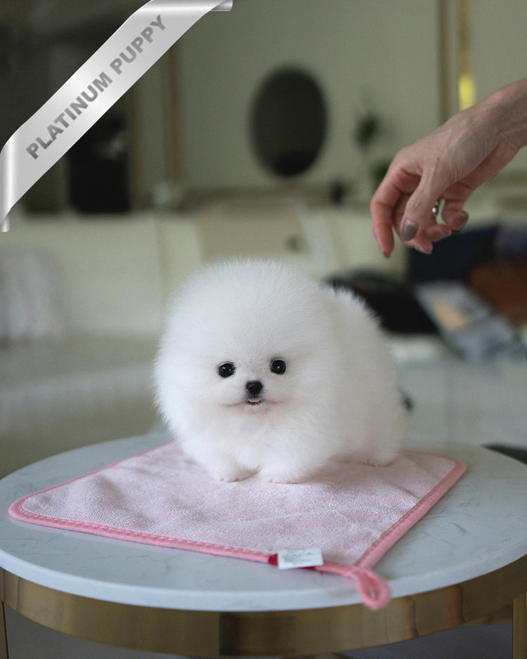 TAYLOR - MALE (PURCHASED by ALVARO) - ROLLY TEACUP PUPPIES - TEACUP PUPPY FOR SALE