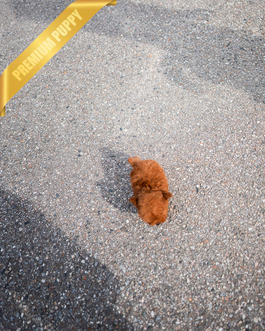 MILO - MALE (PURCHASED by LILIANA) - ROLLY TEACUP PUPPIES - TEACUP PUPPY FOR SALE