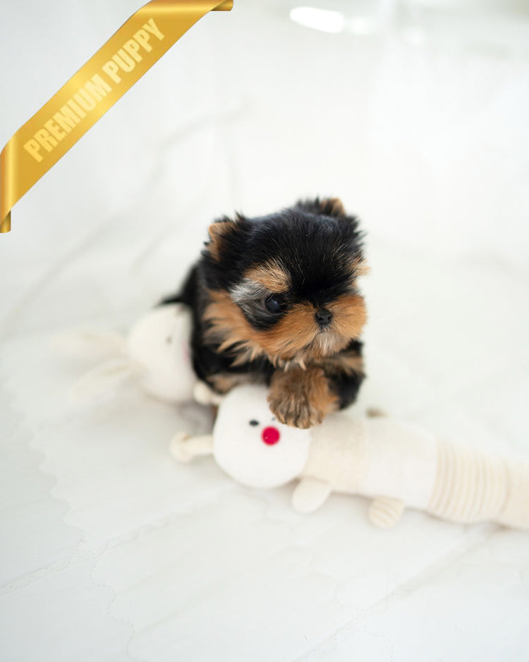 MAGGIE - FEMALE - ROLLYPUPS OFFICIAL