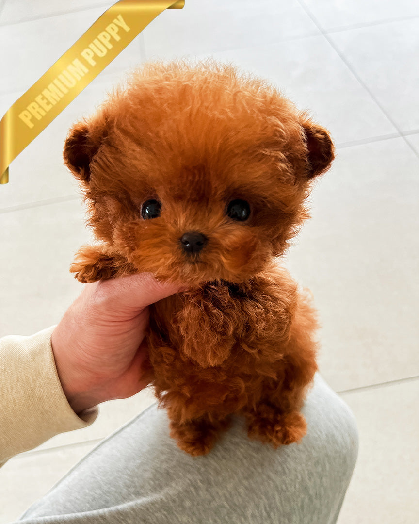 FELIX - MALE (PURCHASED by AHMAD) - ROLLY TEACUP PUPPIES - TEACUP PUPPY FOR SALE
