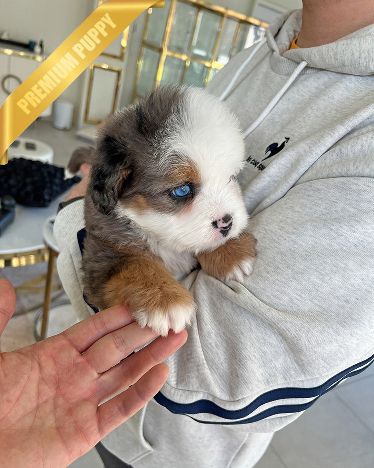 NOVA - FEMALE (PURCHASED by ANDREA) - ROLLY TEACUP PUPPIES - TEACUP PUPPY FOR SALE