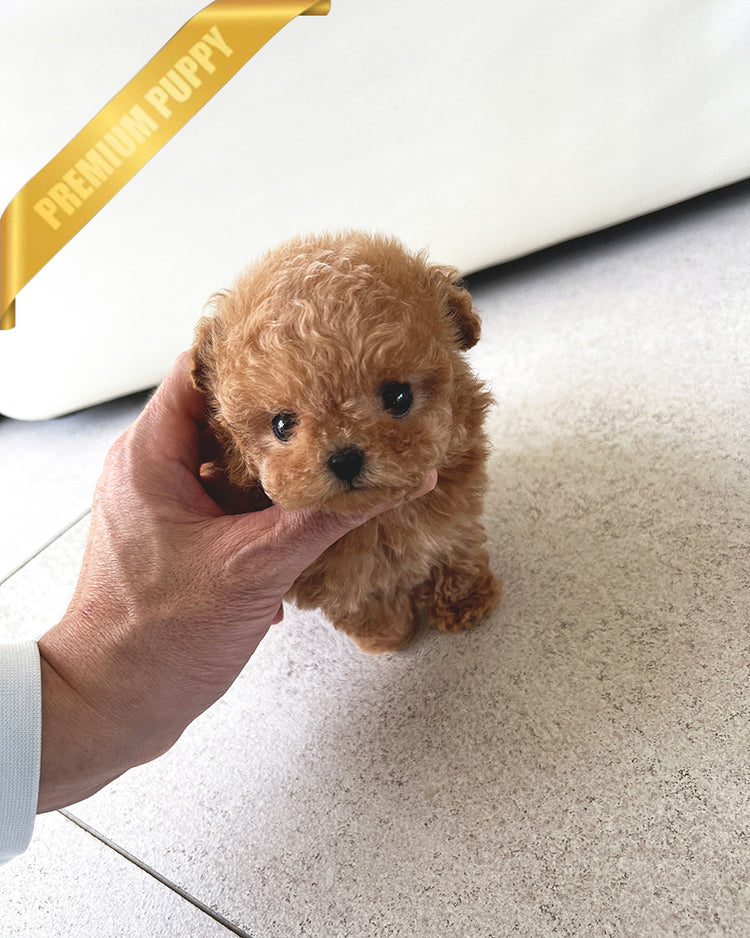 HENRI - MALE (PURCHASED by CHLOE) - ROLLYPUPS OFFICIAL