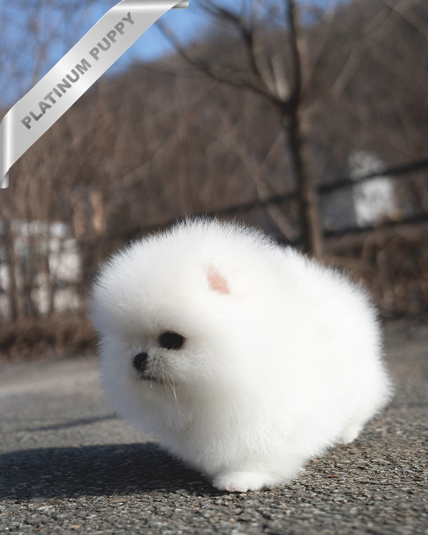 GIOVANNI - MALE (PURCHASED by ASHLYN) - ROLLY TEACUP PUPPIES - TEACUP PUPPY FOR SALE