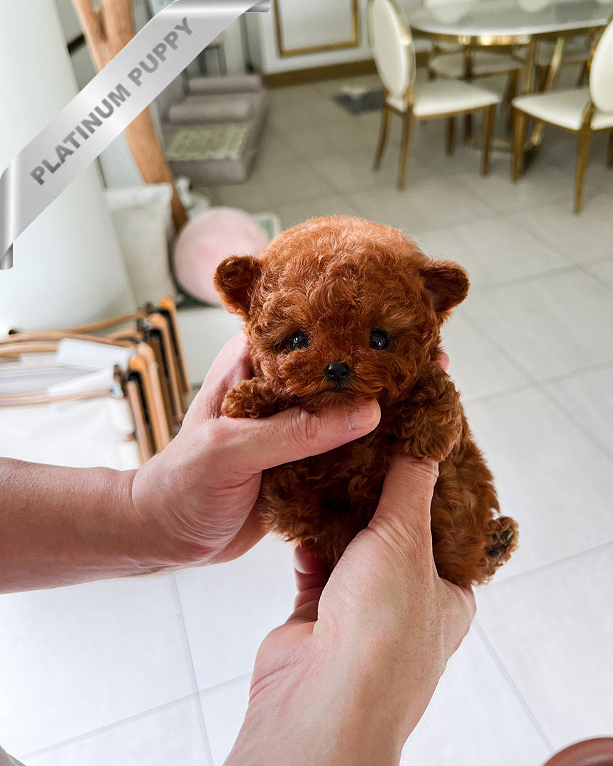 SIENNA - FEMALE (PURCHASED by EMILY) - ROLLY TEACUP PUPPIES - TEACUP PUPPY FOR SALE