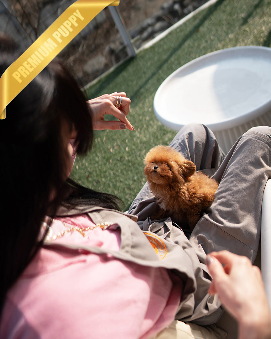 JESSICA - FEMALE (PURCHASED by MARIE) - ROLLY TEACUP PUPPIES - TEACUP PUPPY FOR SALE