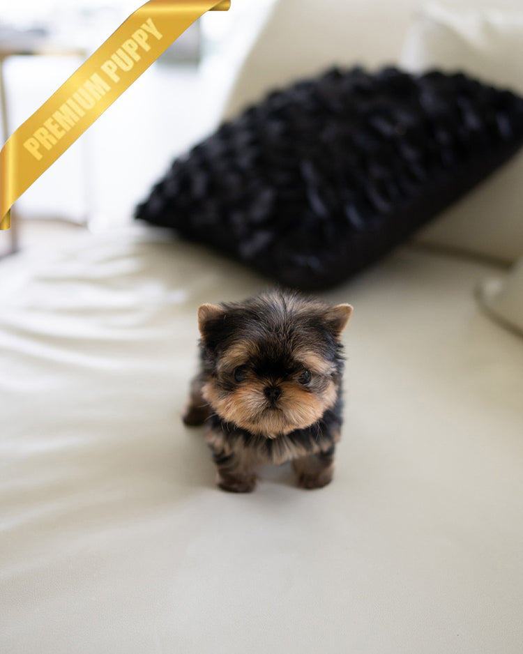 MAGGIE - FEMALE (PURCHASED by KAAT) - ROLLY TEACUP PUPPIES - TEACUP PUPPY FOR SALE