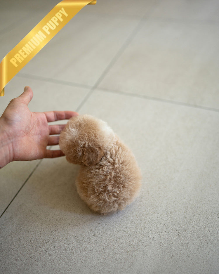 LYRA - FEMALE (PURCHASED by HANA) - ROLLYPUPS OFFICIAL