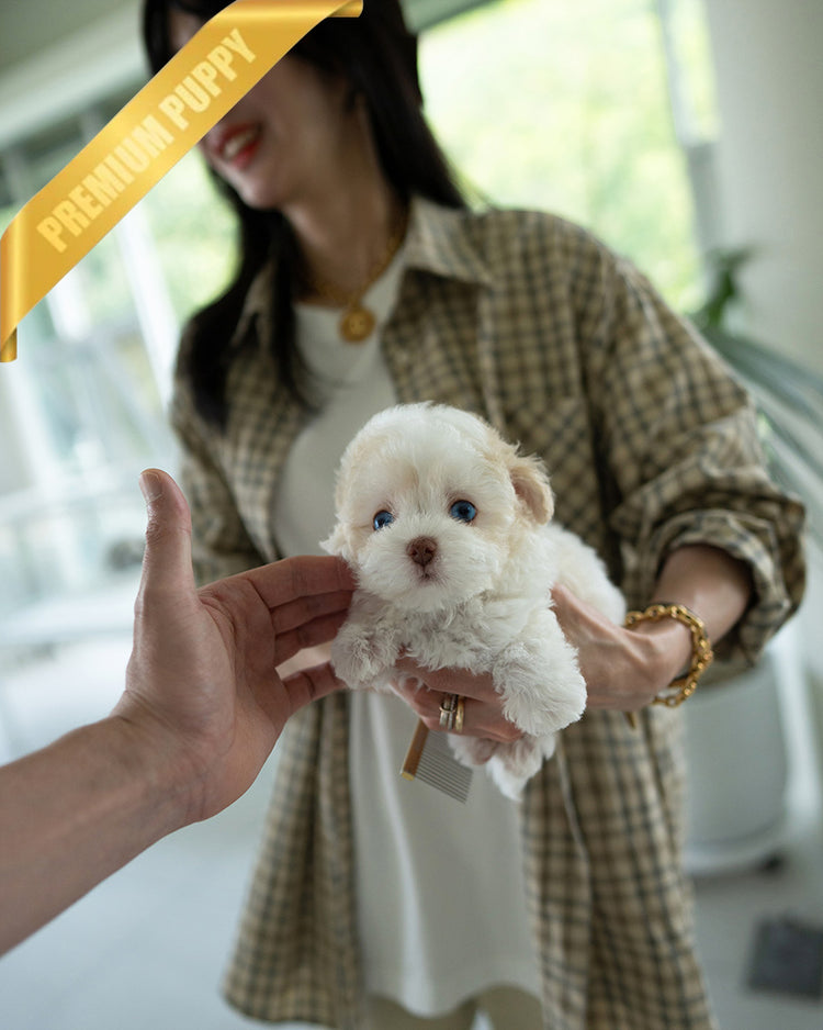 ZEPHYR  - MALE (PURCHASED by RUTH) - ROLLY TEACUP PUPPIES - TEACUP PUPPY FOR SALE