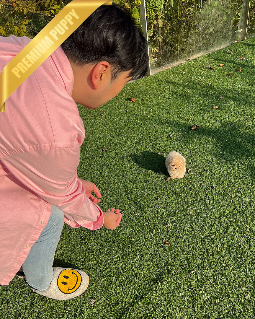 ZOEY - FEMALE - ROLLYPUPS OFFICIAL