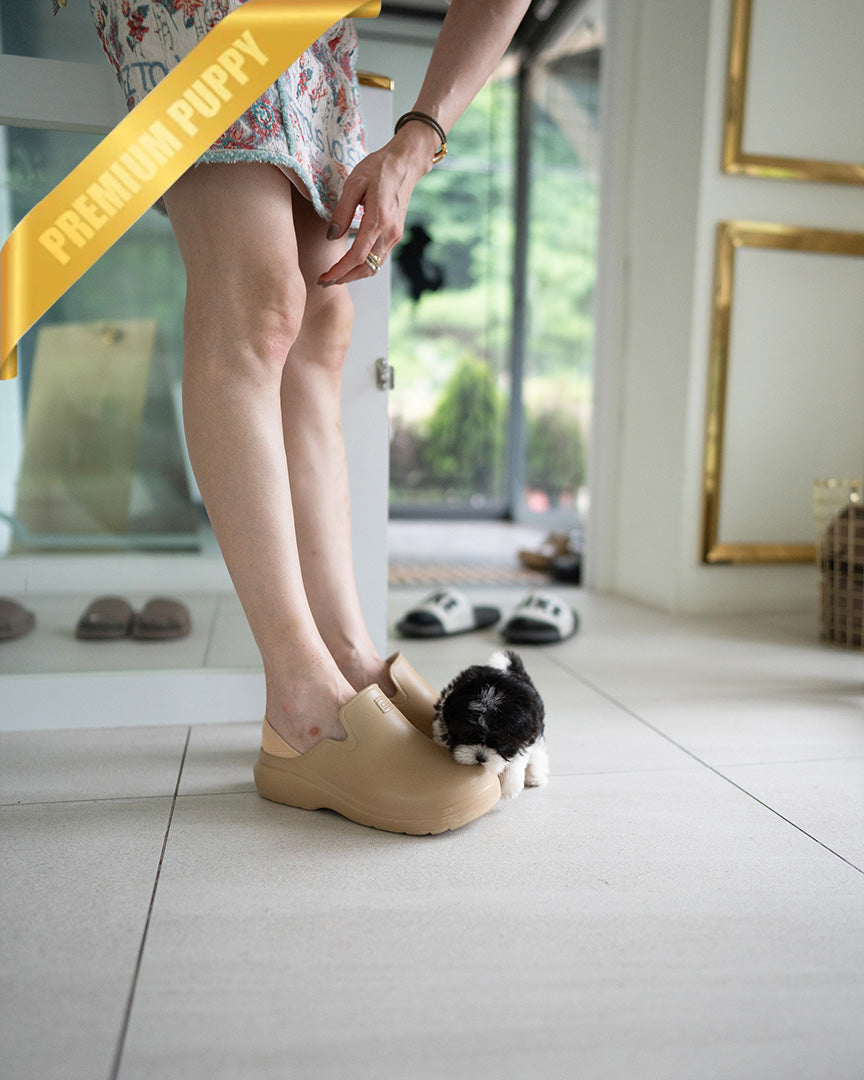 STELLA - FEMALE (PURCHASED by KIM) - ROLLY TEACUP PUPPIES - TEACUP PUPPY FOR SALE