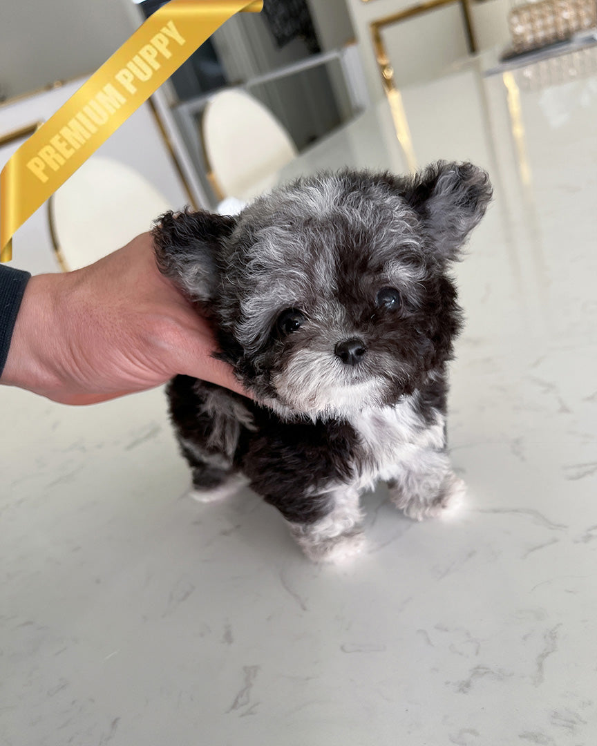 MELINA - FEMALE (PURCHASED by SHELBY) - ROLLY TEACUP PUPPIES - TEACUP PUPPY FOR SALE